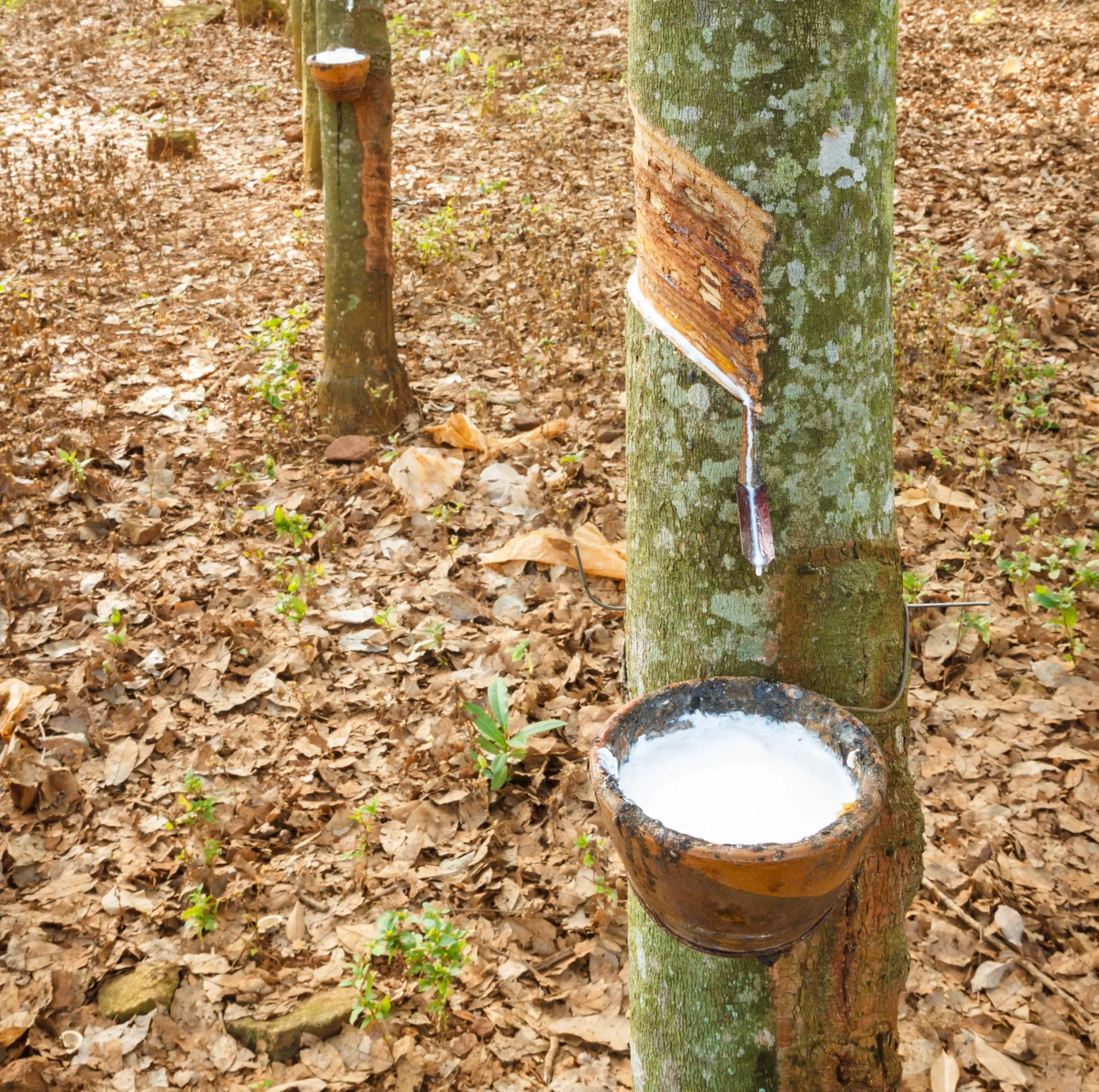 Nachhaltiger Bio-Stoff aus natürlichen, umweltfreundlichen Materialien ohne schädliche Chemikalien für Swiss BioLuxe Matratzen