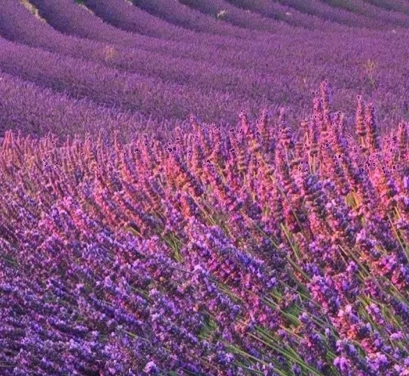 Natürliche Zusätze wie Lavendel zur Förderung von Regenerationsschlaf, Stressabbau und Wohlbefinden in Swiss BioLuxe Matratzen