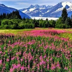 Alpenkräuter – Swiss BioLuxe