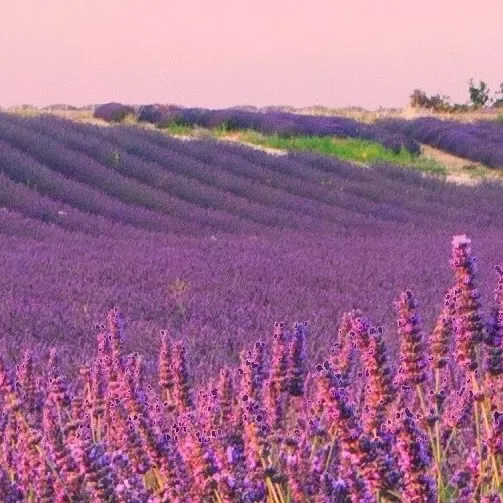 Lavendel fördert Regenerationsschlaf – Swiss BioLuxe